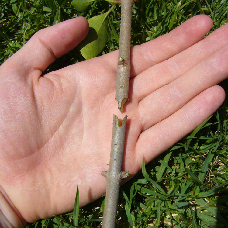 接ぎ木穂木台木: みかん 接ぎ木 活着日数 – GUDYTA